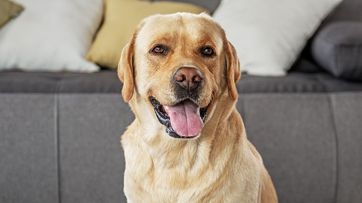 yellow labrador retriever sitting on sofa