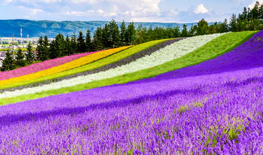 lavender fields in tomita farm furano