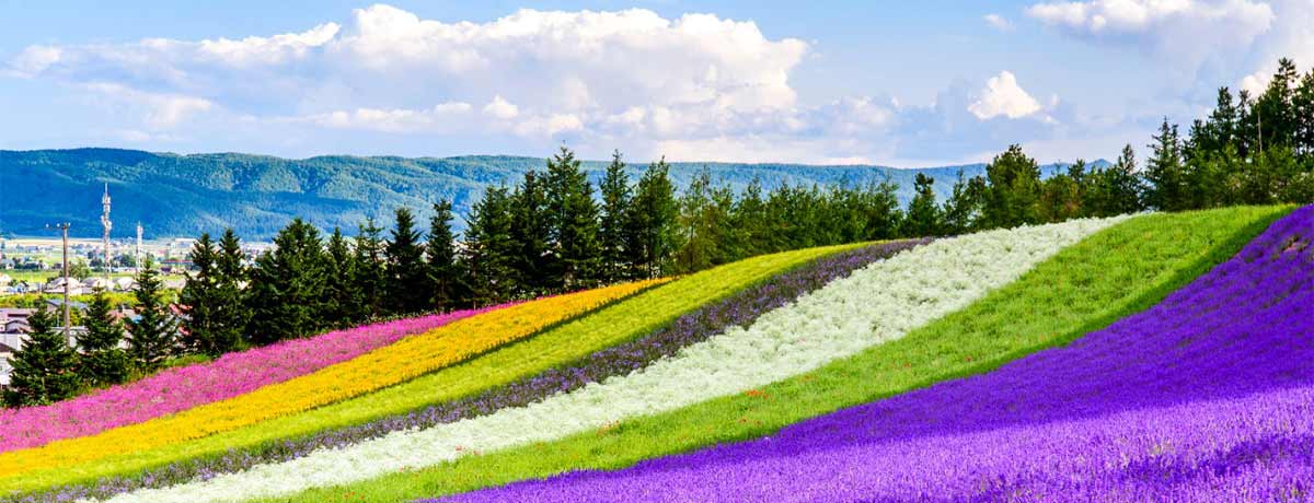 pine trees behind colorful flowers