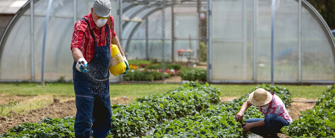 man spraying garden plants