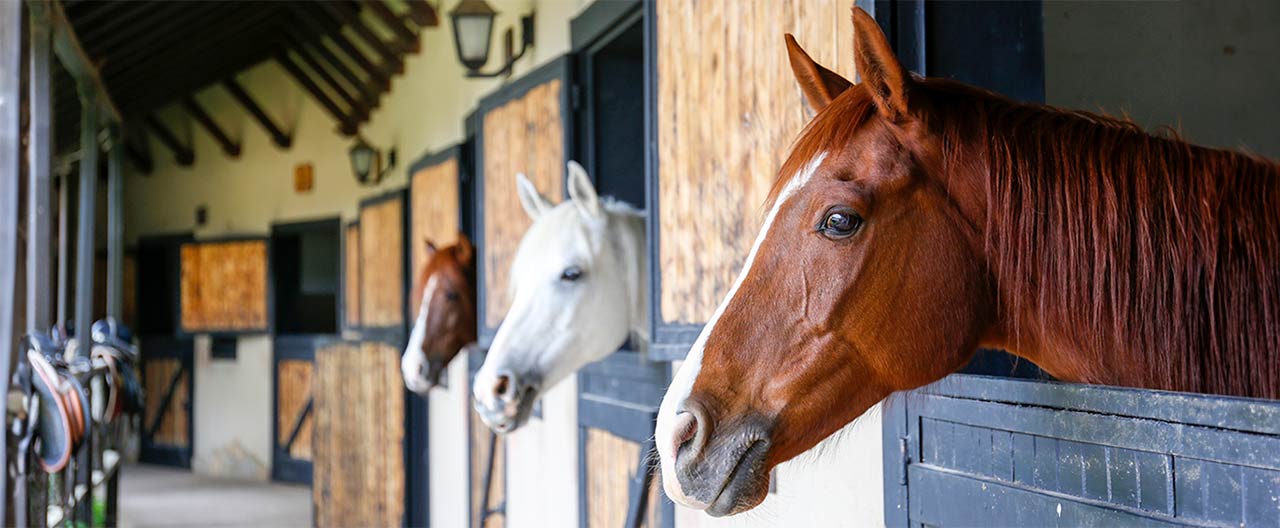 horses in stable