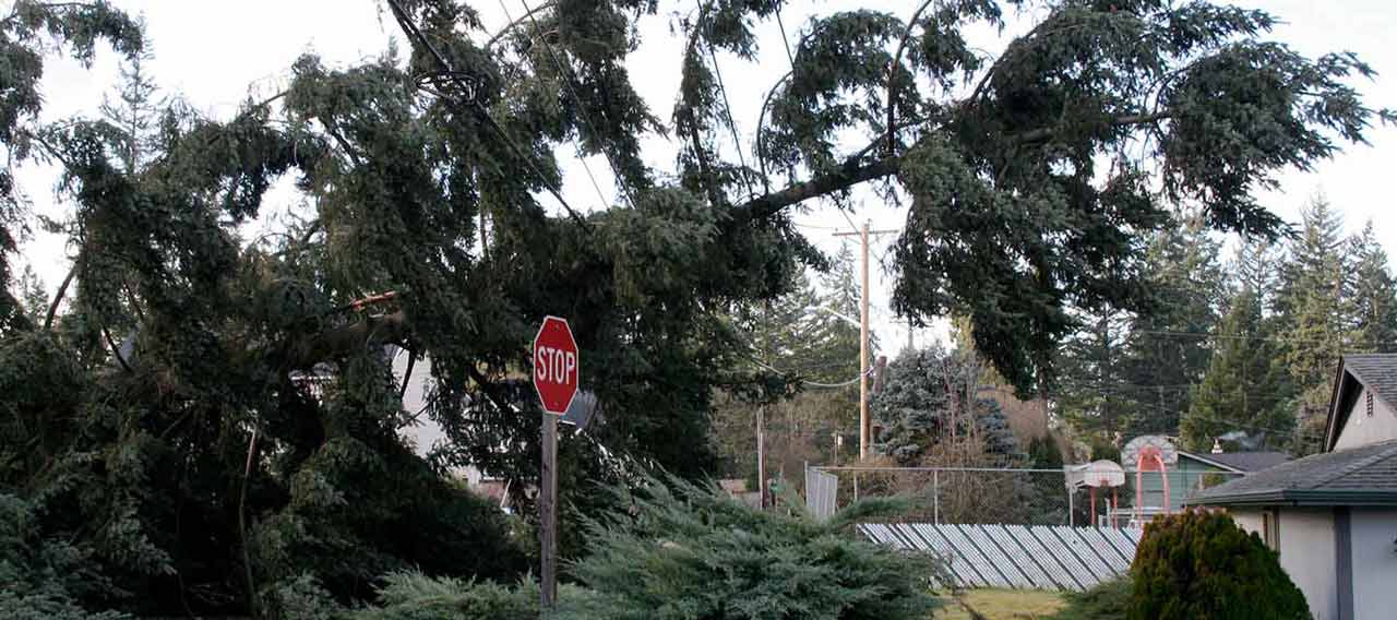 broken tree and stop sign