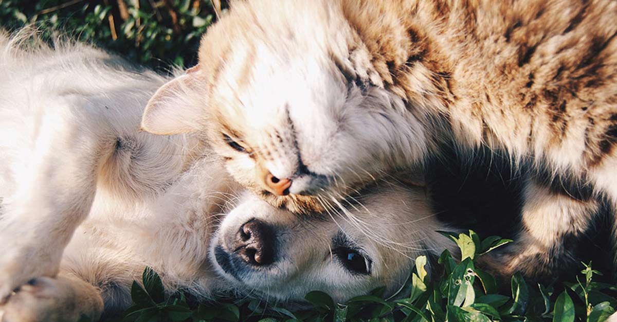 dog and cat playing on the grass