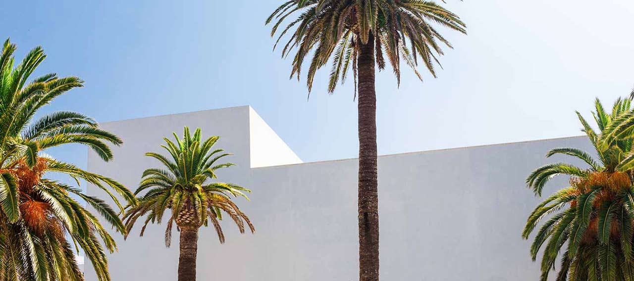 palm trees near building